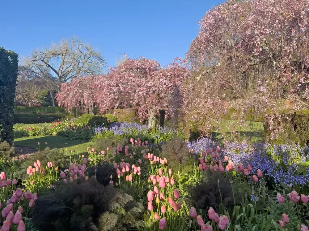 Cherry trees and tulips at sunset at Filoli