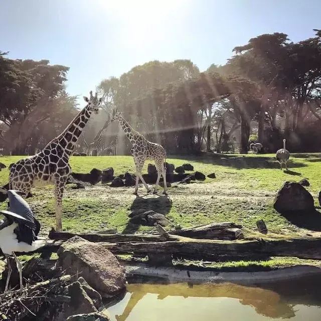 Animals roam the San Francisco Zoo & Gardens.